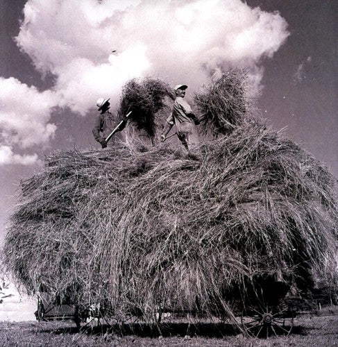 William Elliott Whitmore: Field Songs