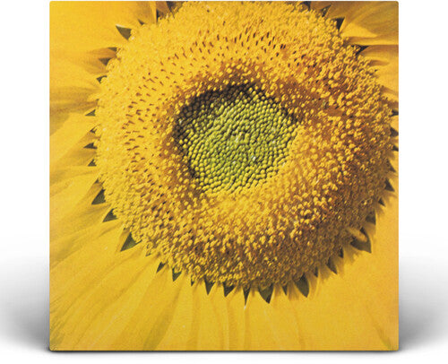 Marvos Valle: Girassol